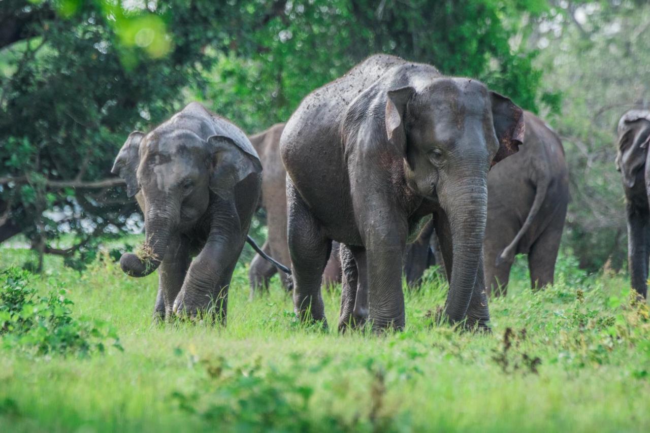 Lakmal Homestay ,10 Minutes To Sigiriya Rock エクステリア 写真